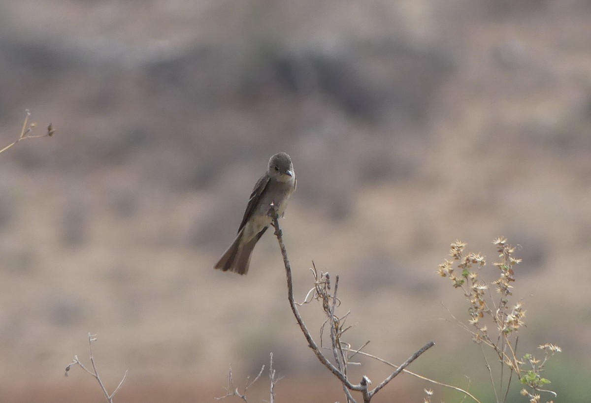 pewee sp. (Contopus sp.) - ML526847791
