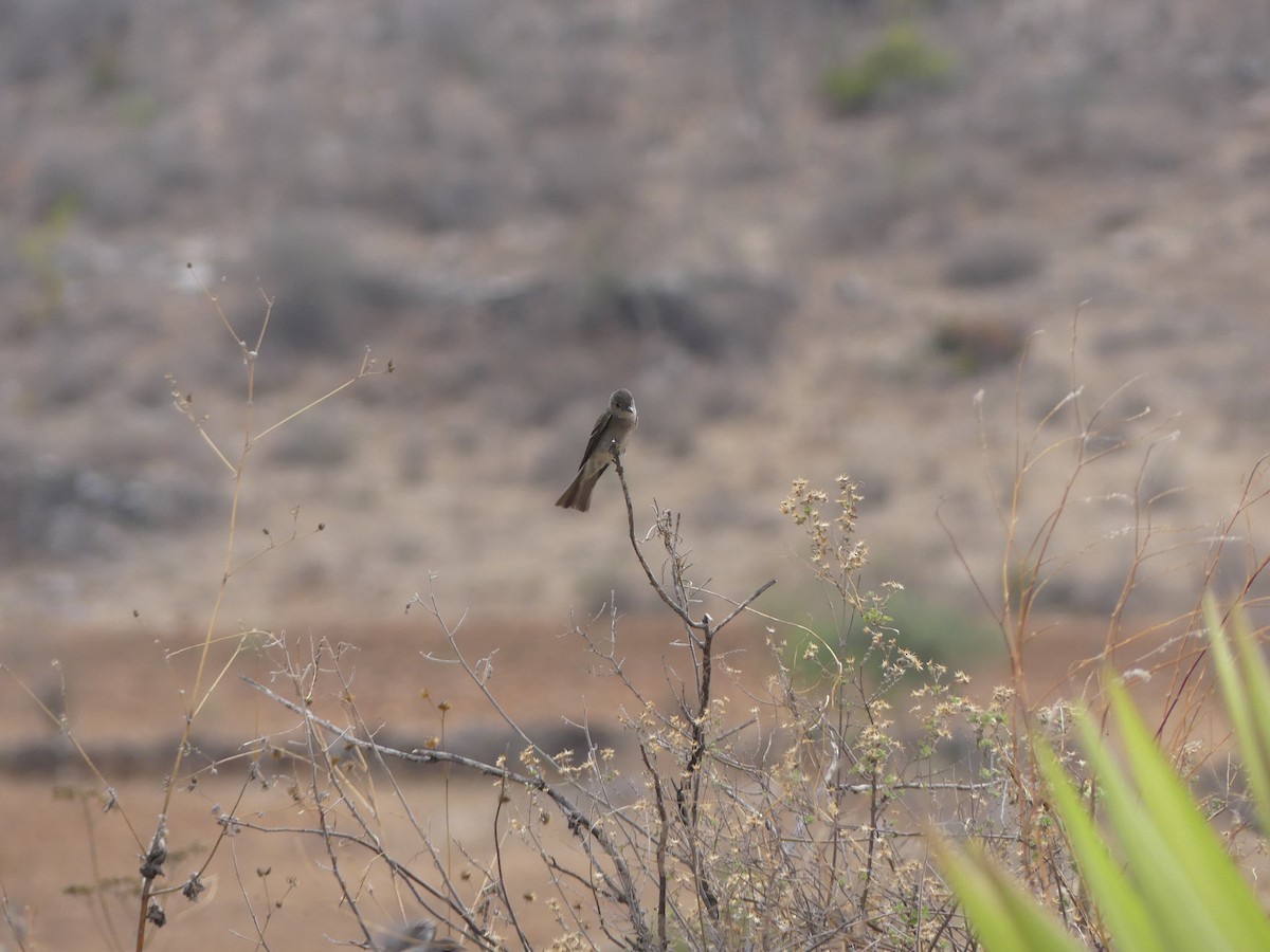 pewee sp. (Contopus sp.) - ML526847801