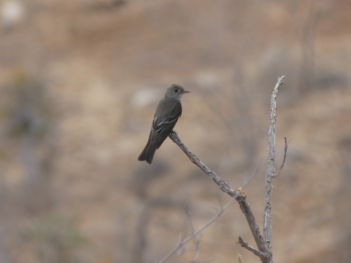 pewee sp. (Contopus sp.) - ML526847811