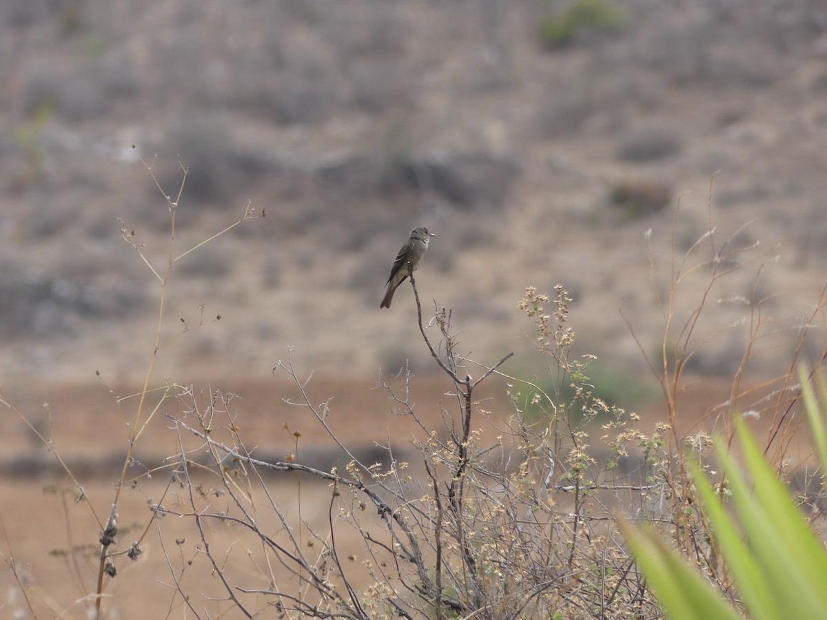 pewee sp. (Contopus sp.) - ML526847821
