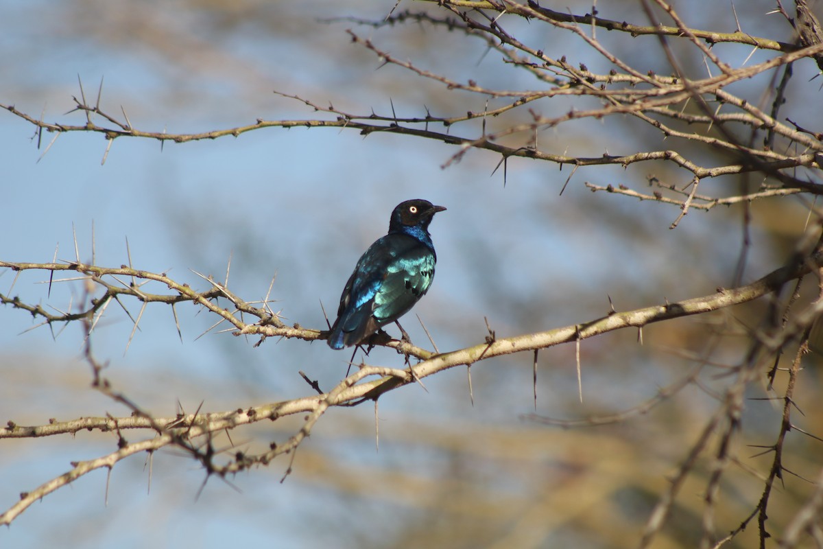 Superb Starling - Joe Stokes Neustadt