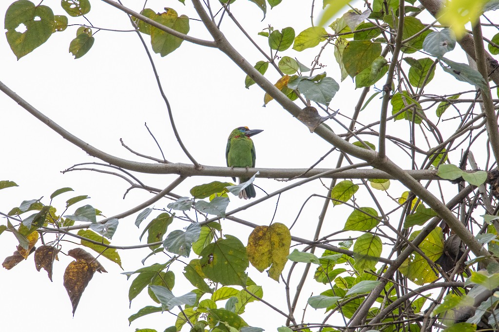 Kırmızı Boğazlı Barbet - ML526848771