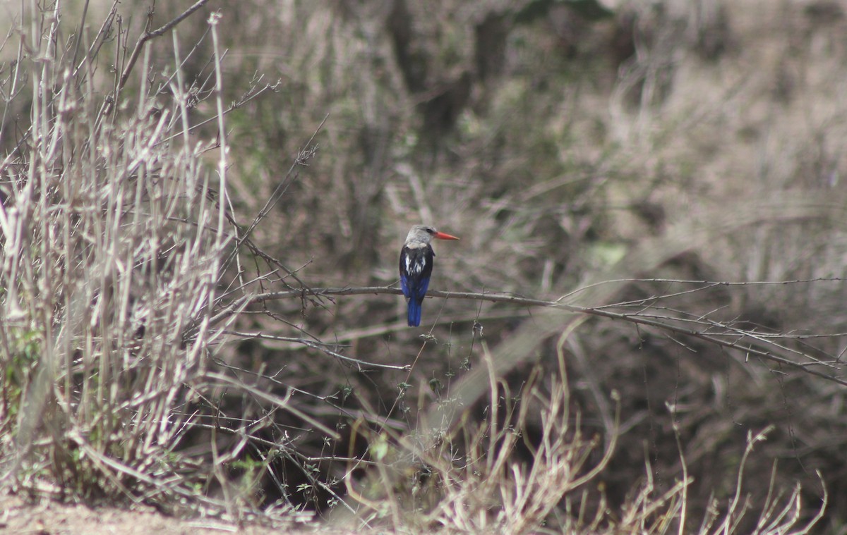 Gray-headed Kingfisher - ML526848931