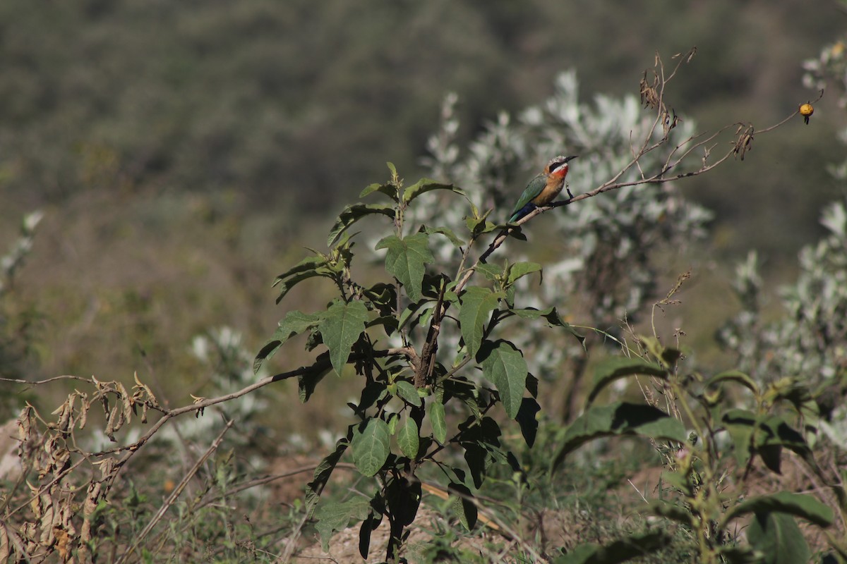 White-fronted Bee-eater - ML526849281