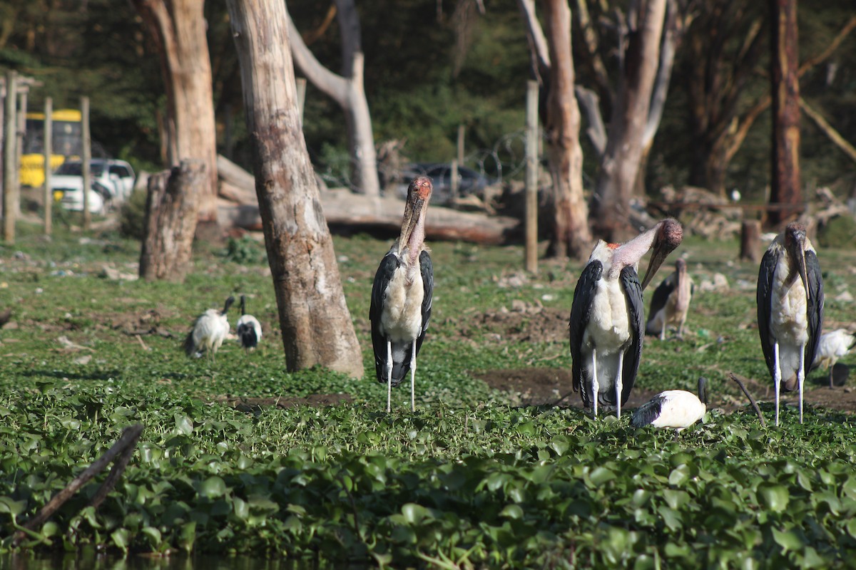 Marabou Stork - ML526849431