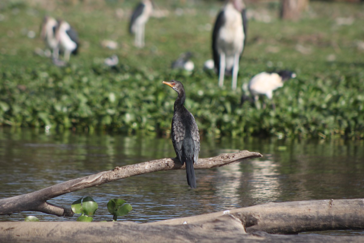 Cormorán Africano - ML526849471