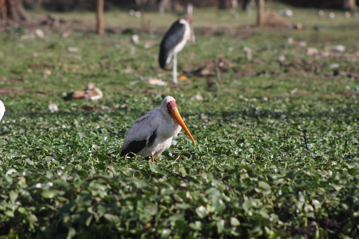 Yellow-billed Stork - ML526849501