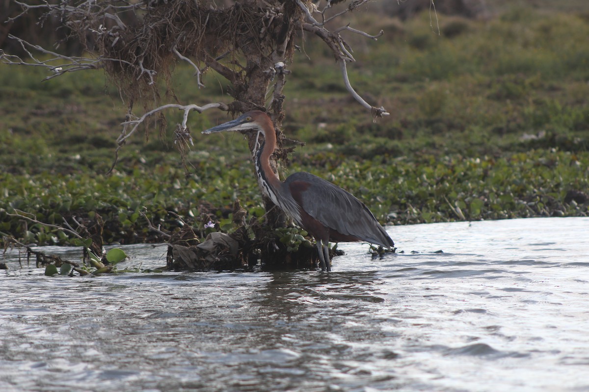 Goliath Heron - ML526849671