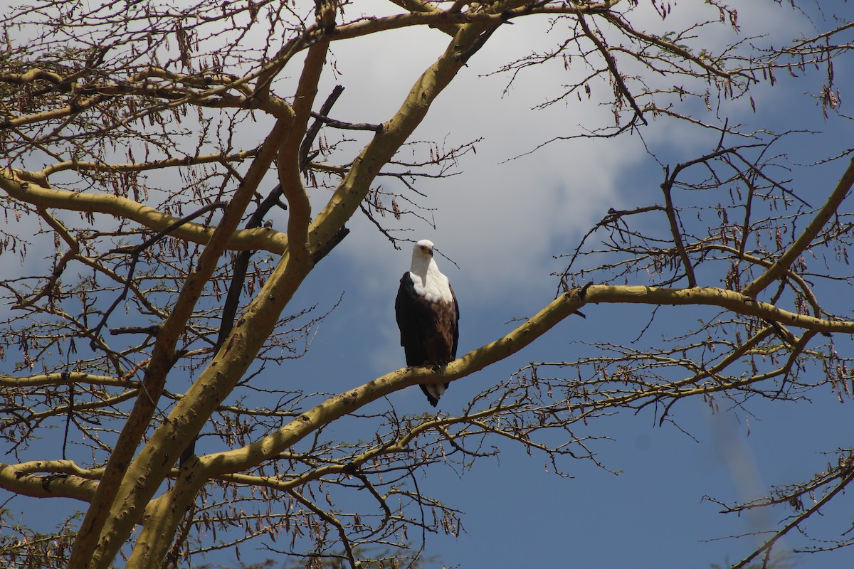 African Fish-Eagle - Joe Stokes Neustadt