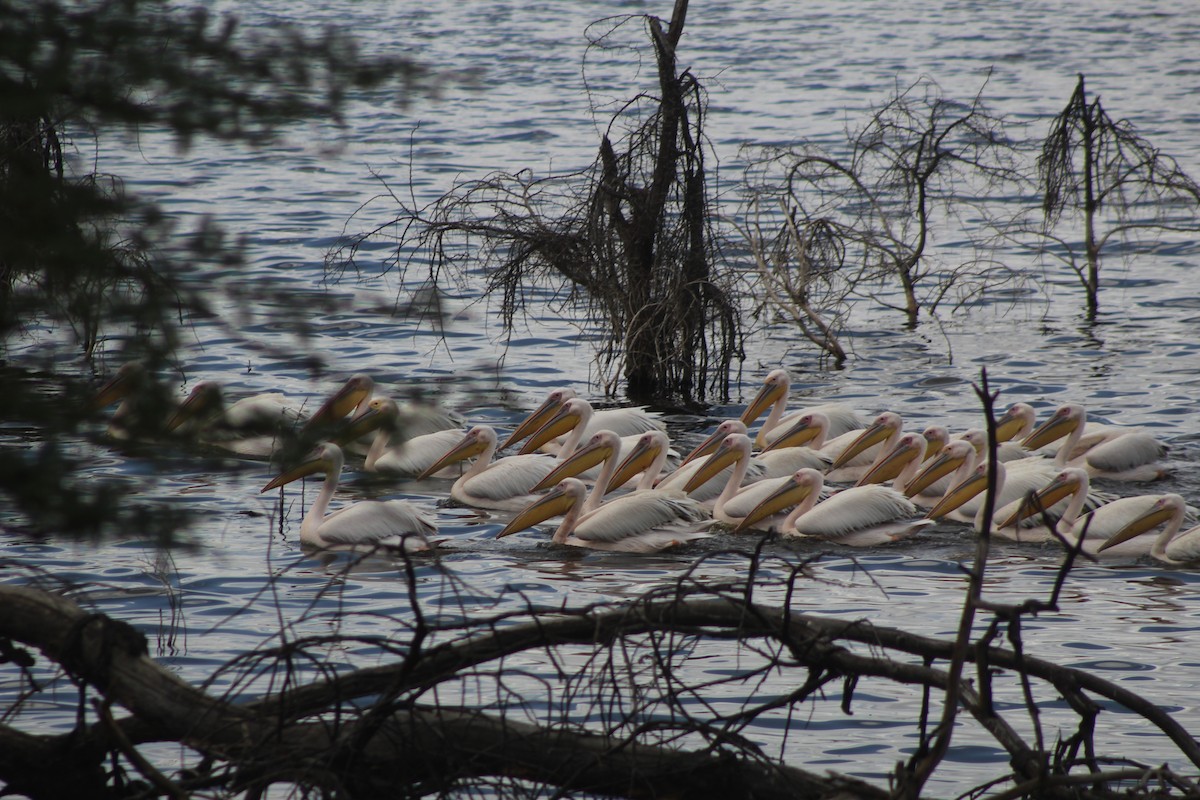 Great White Pelican - Joe Stokes Neustadt