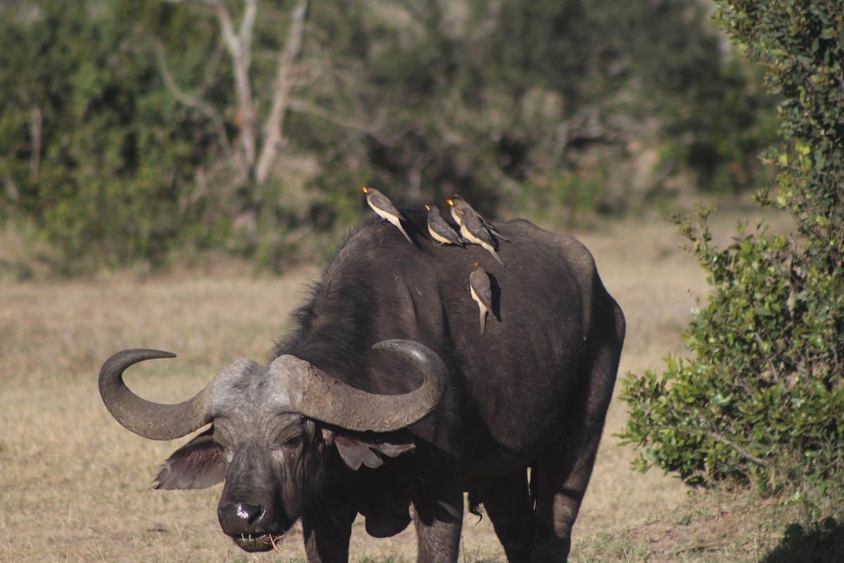 Yellow-billed Oxpecker - ML526850061