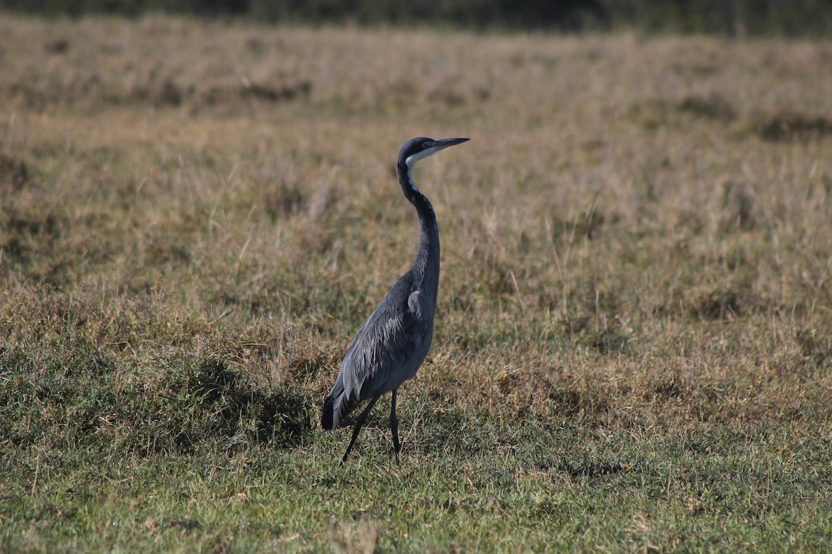 Black-headed Heron - ML526850221