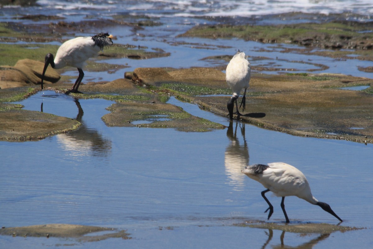 Australian Ibis - Michael  Willis