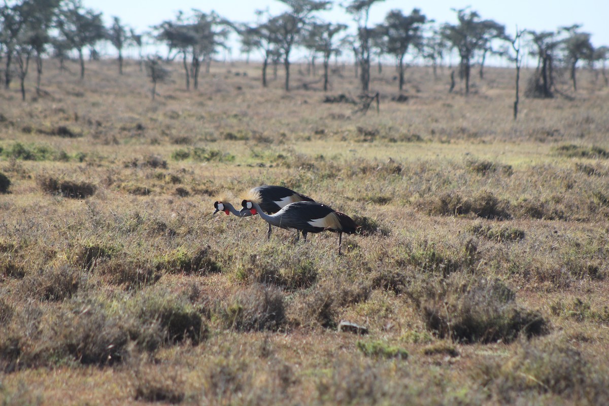 Gray Crowned-Crane - ML526850461