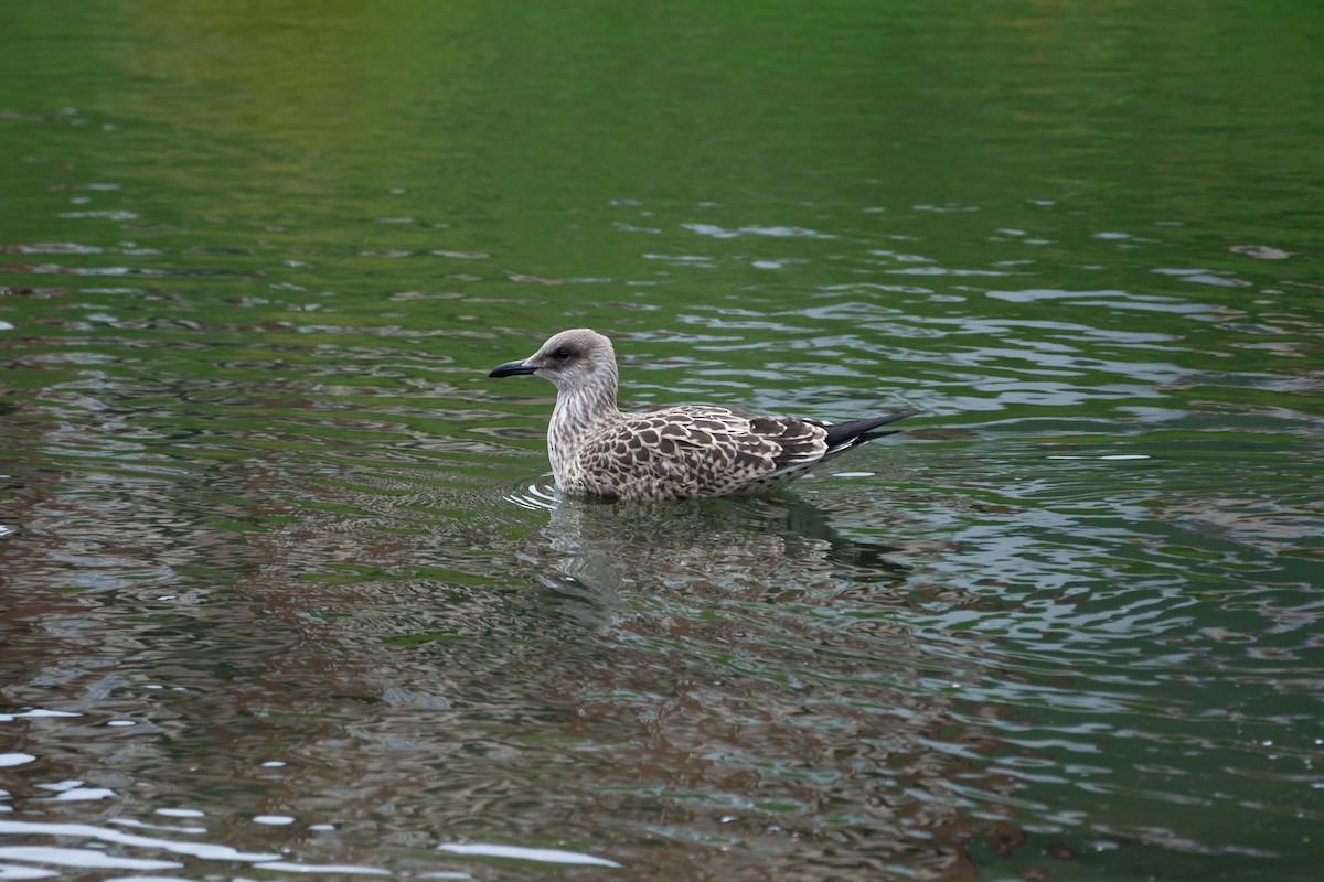 Lesser Black-backed Gull (intermedius) - Eric Francois Roualet