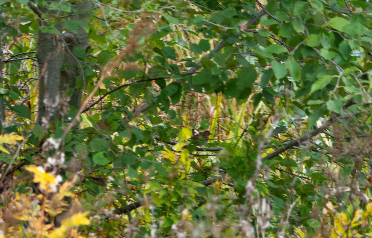 Little Bunting - Eric Francois Roualet