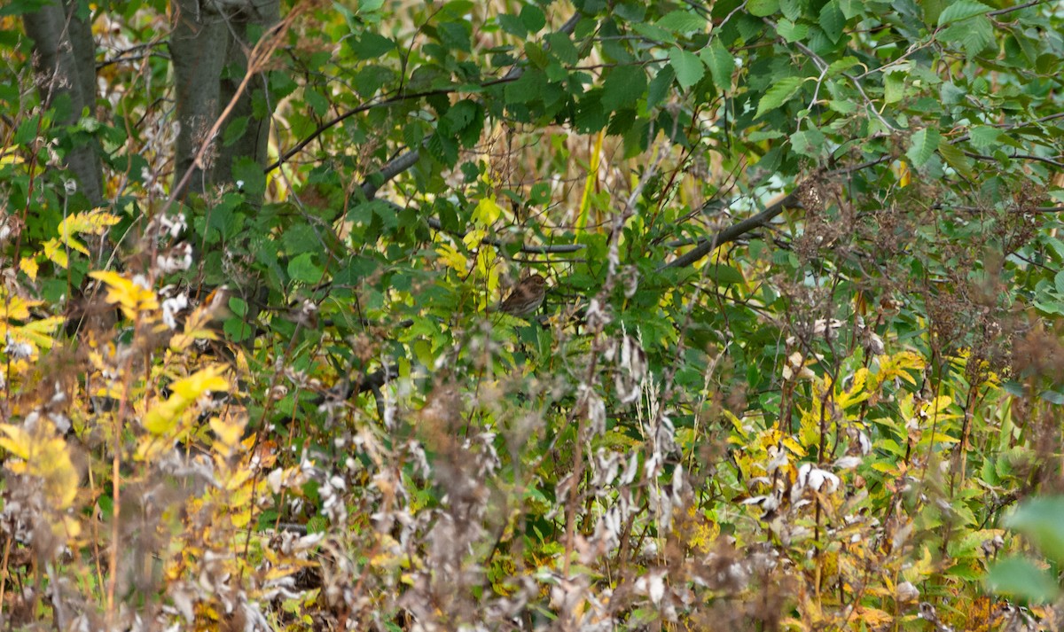 Little Bunting - ML526850831