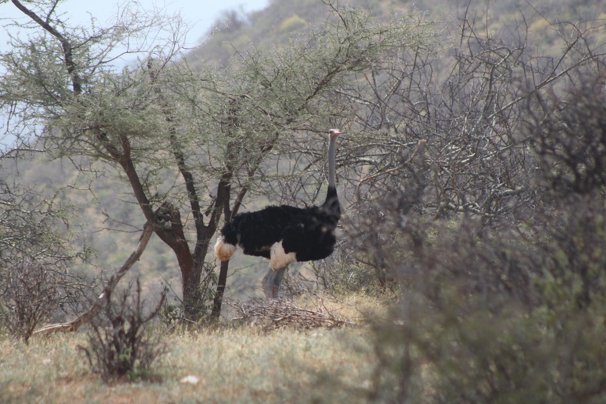 Somali Ostrich - ML526850871