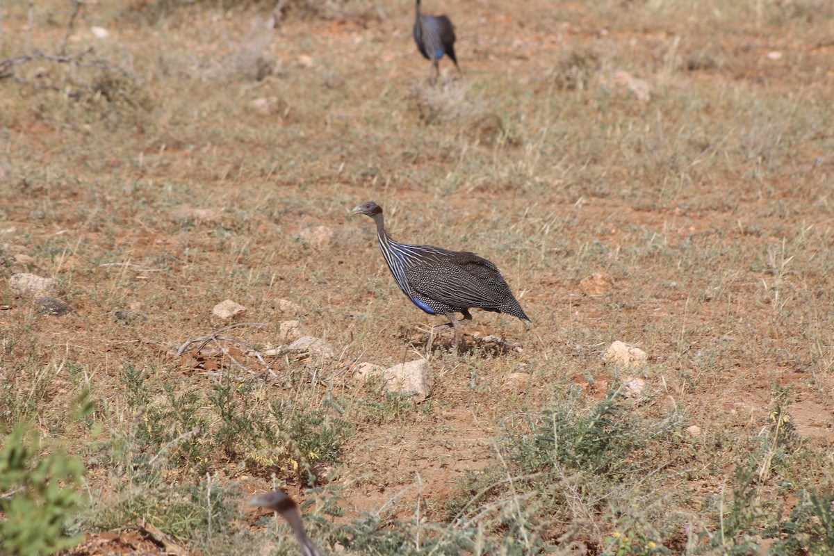 Vulturine Guineafowl - ML526851011