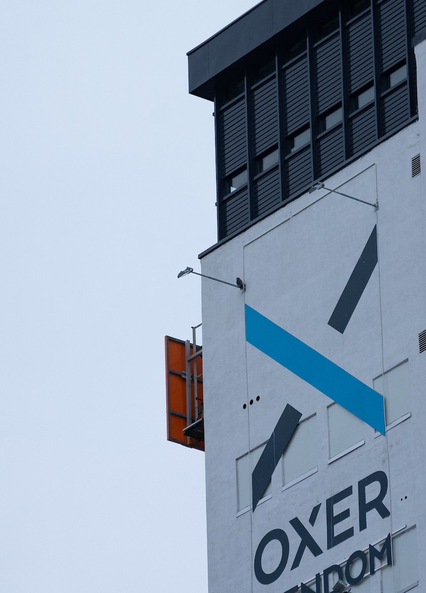 Peregrine Falcon (Eurasian) - ML526851071