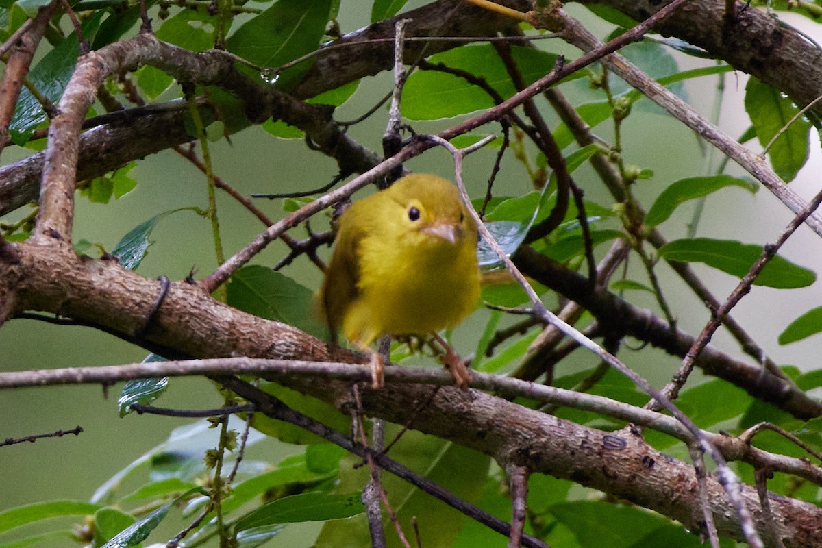 Yellow Flycatcher - Oliver Kell