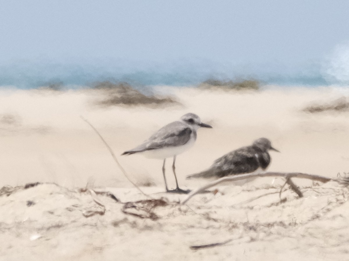 Greater Sand-Plover - ML526852581