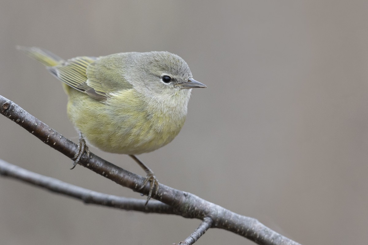 Orange-crowned Warbler (celata) - Michael Stubblefield