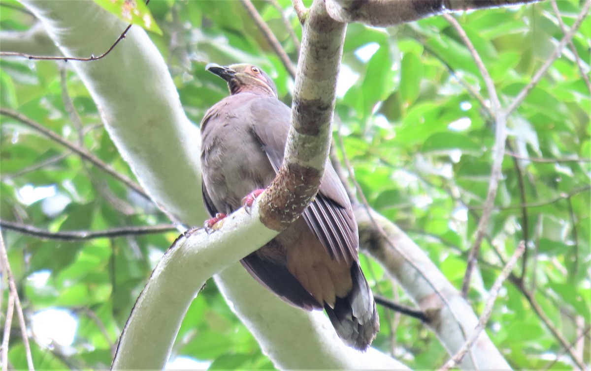 Ametist Esmer Kumrusu (amethystinus/imeldae) - ML526854761