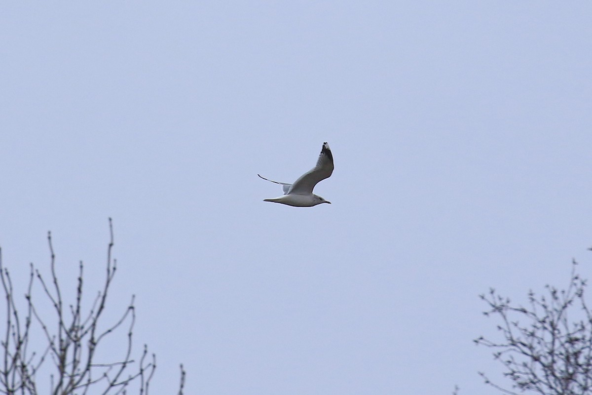 Common Gull - Ray Scally