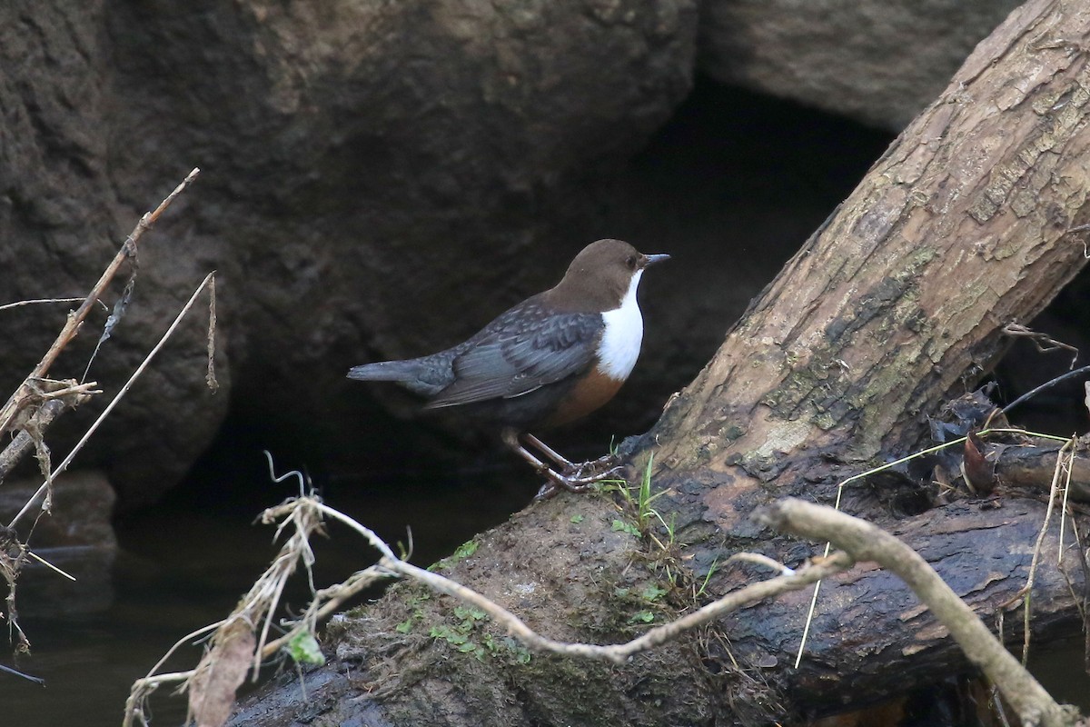 White-throated Dipper - Ray Scally