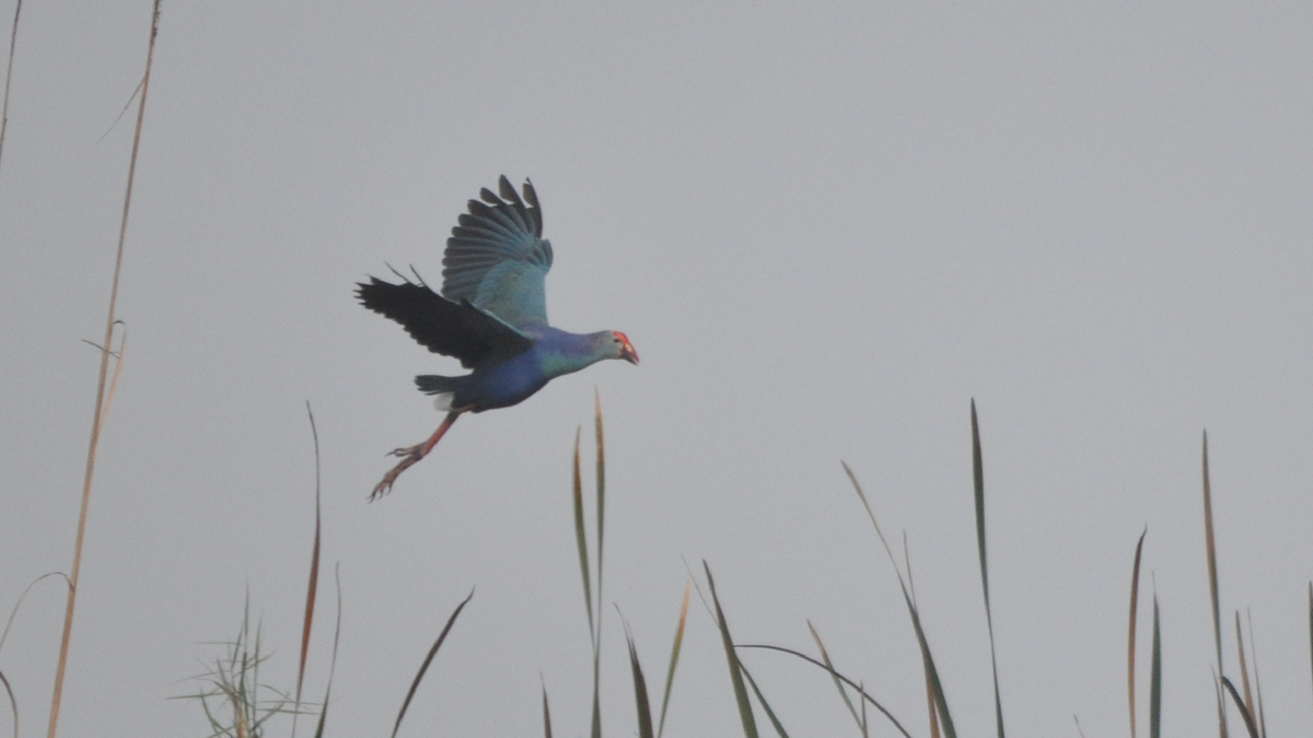 Gray-headed Swamphen - ML526856311