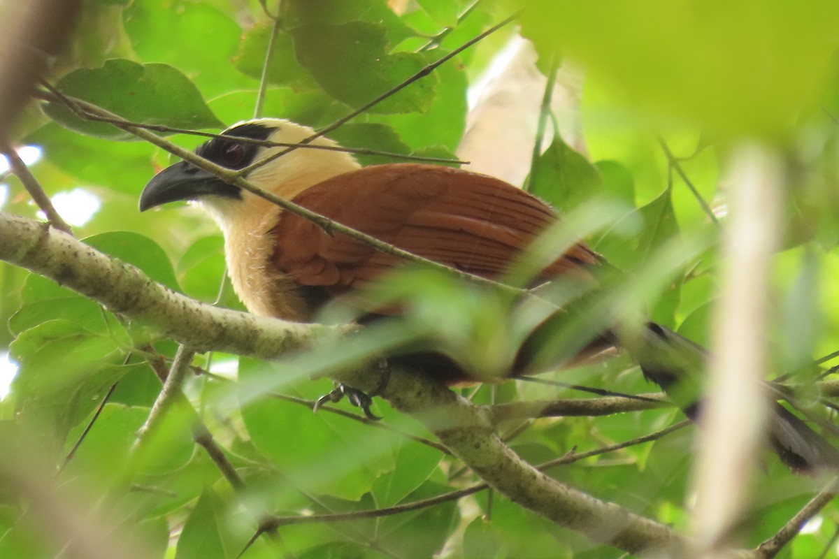 Black-faced Coucal - ML526857011