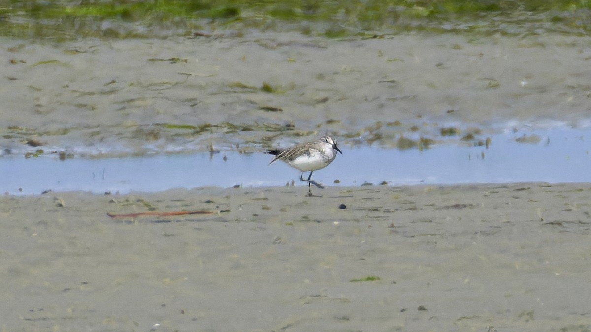 Сянби элсэг - ML526857641