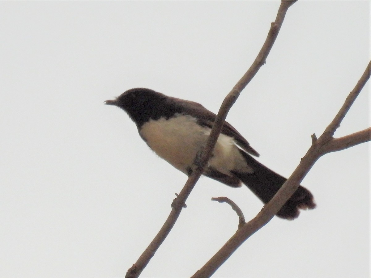 Willie-wagtail - ML526857821