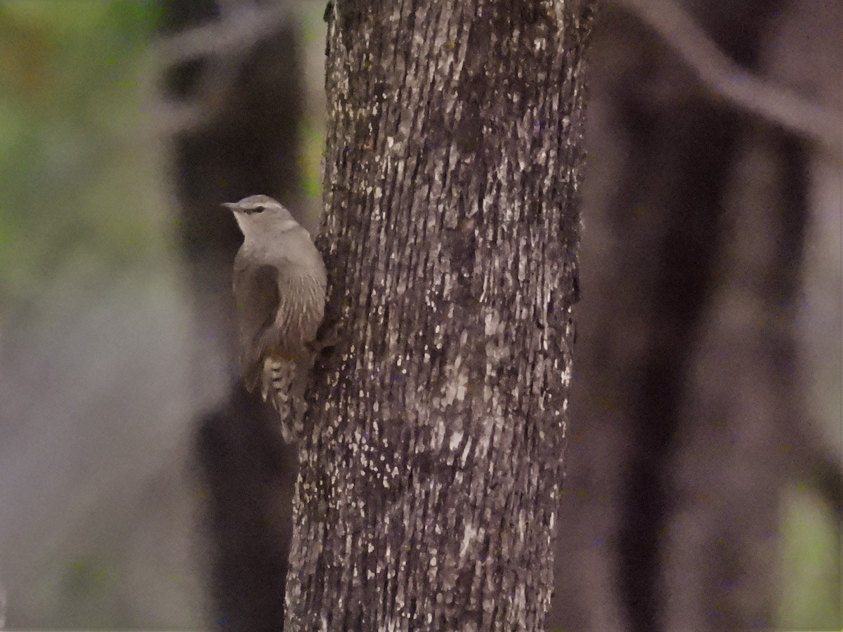 Brown Treecreeper - ML526857911