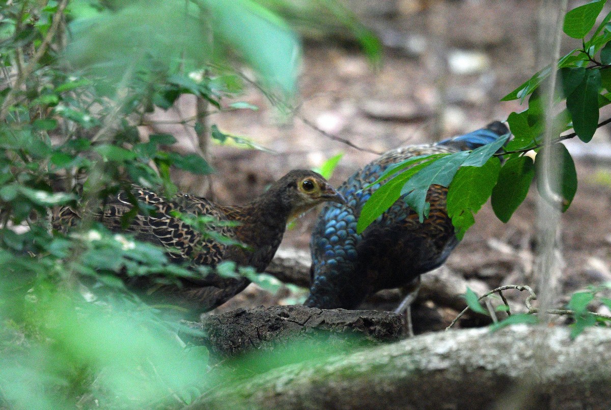 Green Junglefowl - ML526858401