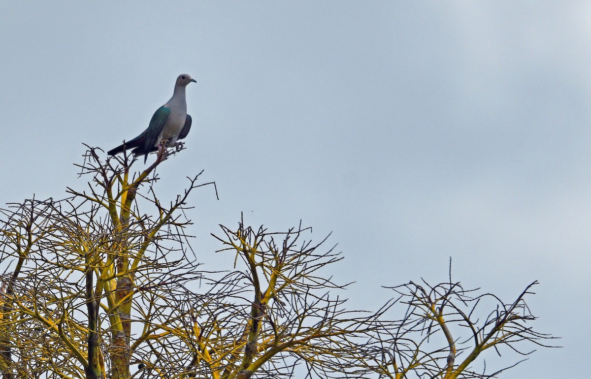 Green Imperial-Pigeon - Harry Miller