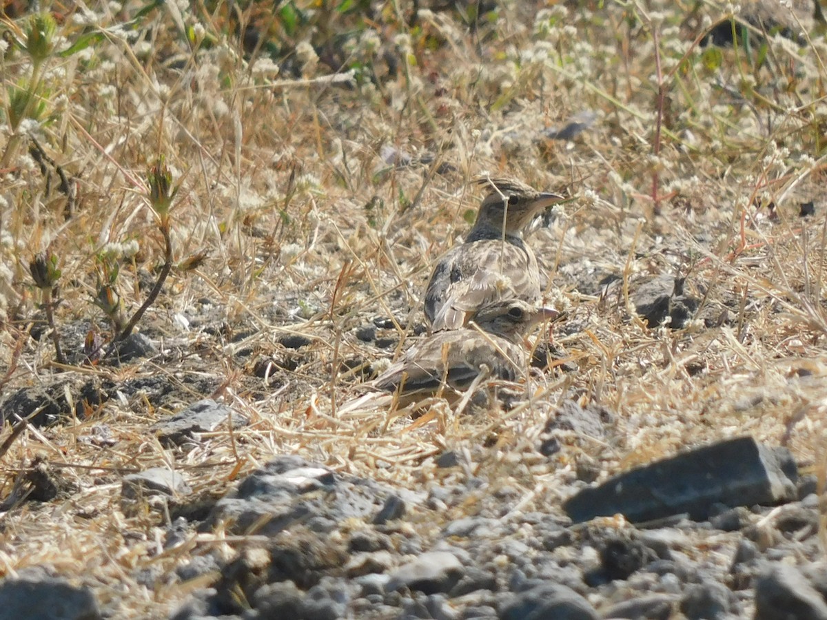 Tawny Lark - ML526858651