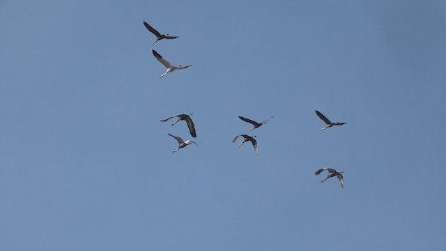 Siberian Crane - ML526858901