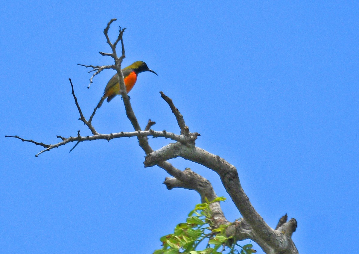 Flame-breasted Sunbird - ML526859531