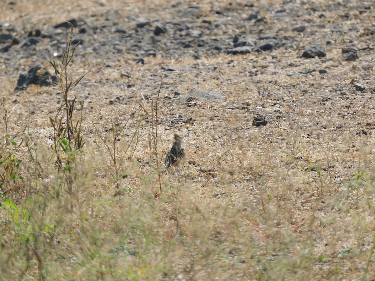 Tawny Lark - ML526859991