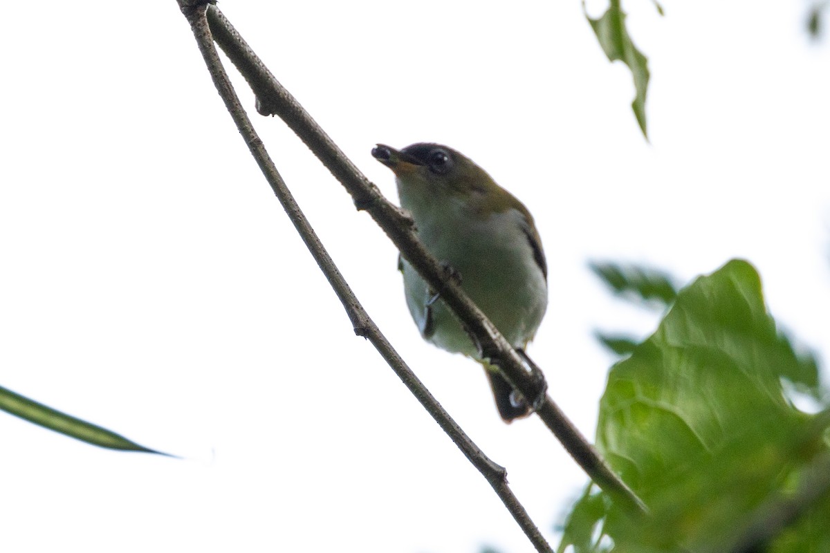 Cream-throated White-eye (Halmahera) - ML526860181