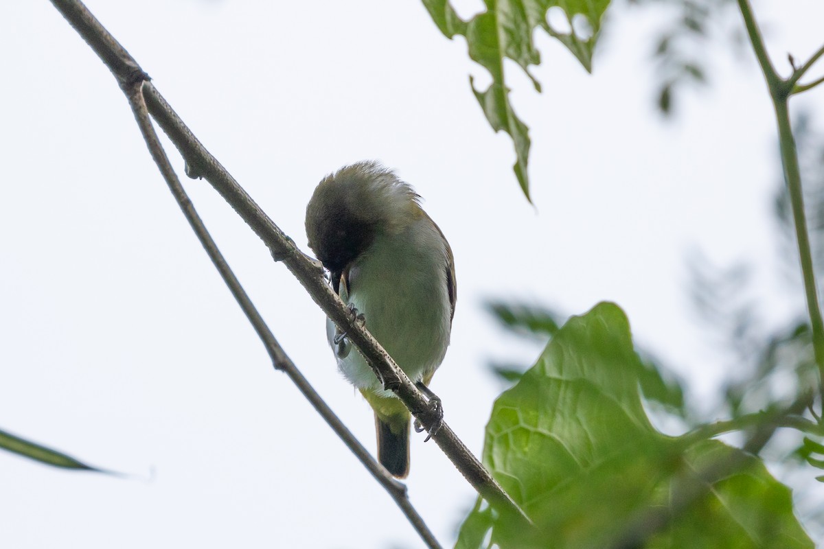 Cream-throated White-eye (Halmahera) - Dana Cameron