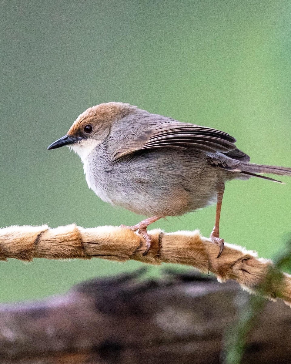 Chubb's Cisticola - ML526860411