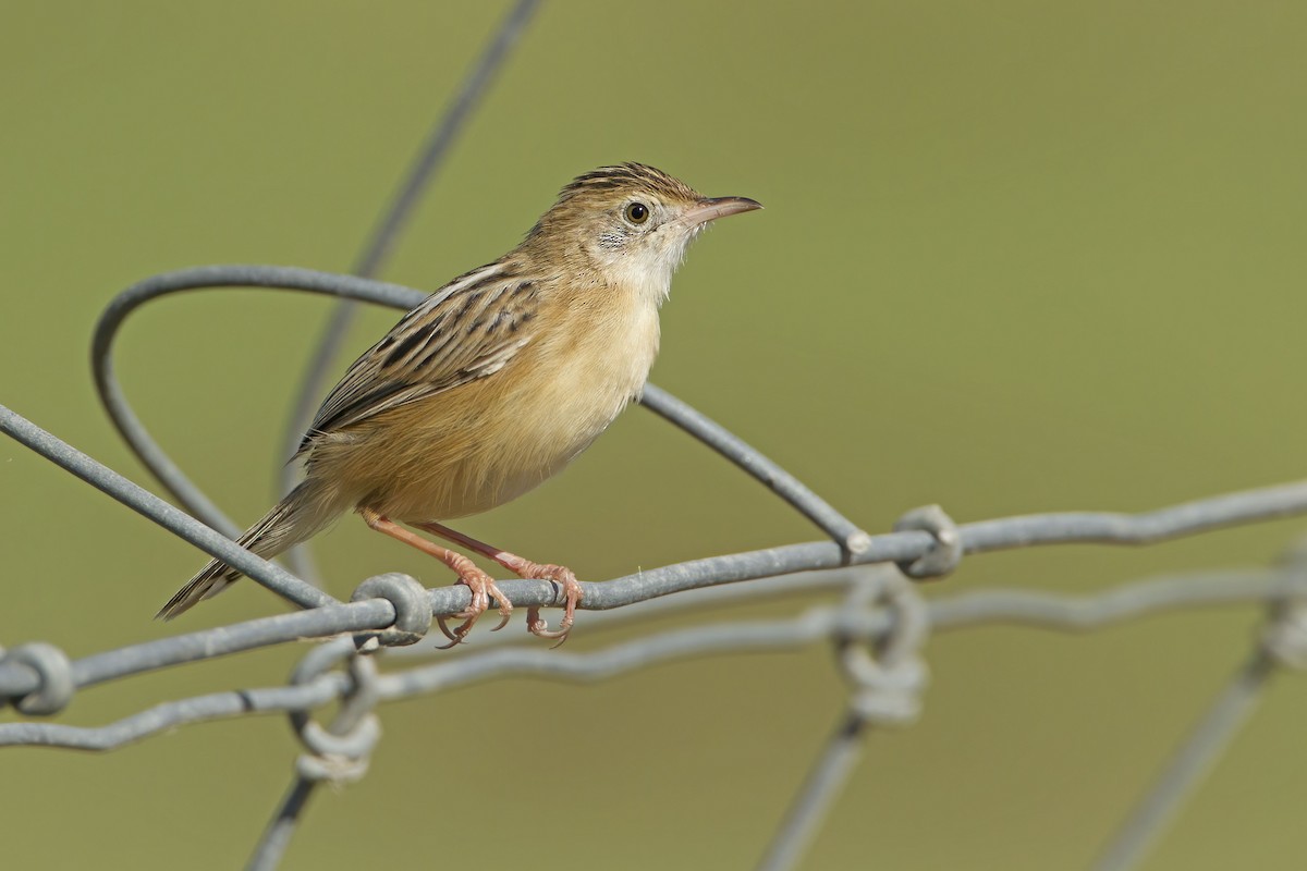 Zitting Cisticola - ML526860551