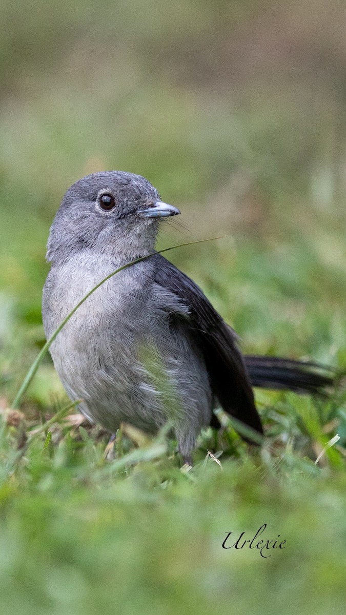 White-eyed Slaty-Flycatcher - ML526861051