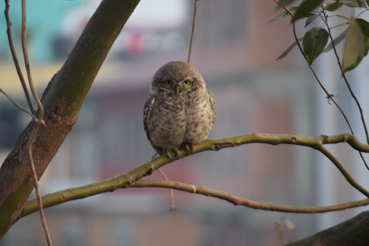Spotted Owlet - ML526861221