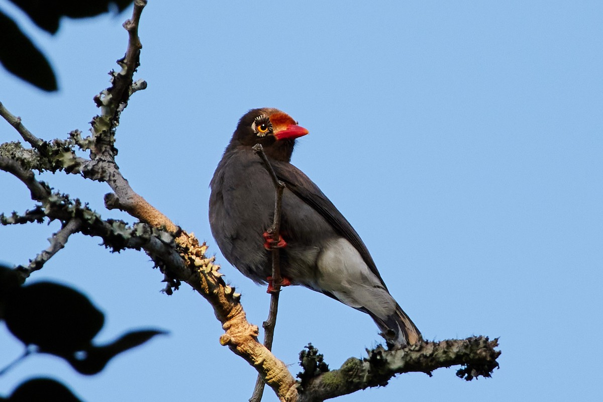 Chestnut-fronted Helmetshrike - ML526861261