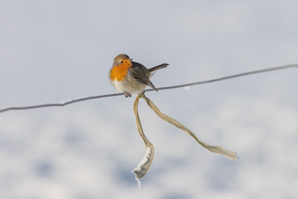 European Robin - Nathan Mesnildrey