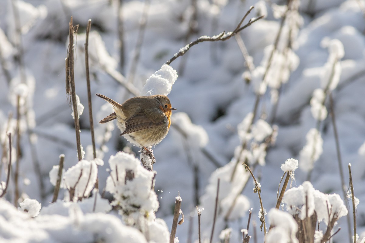 European Robin - ML526861511